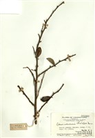 藏品(葨芝)的圖片